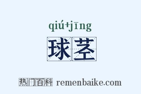 球茎是什么意思的图片